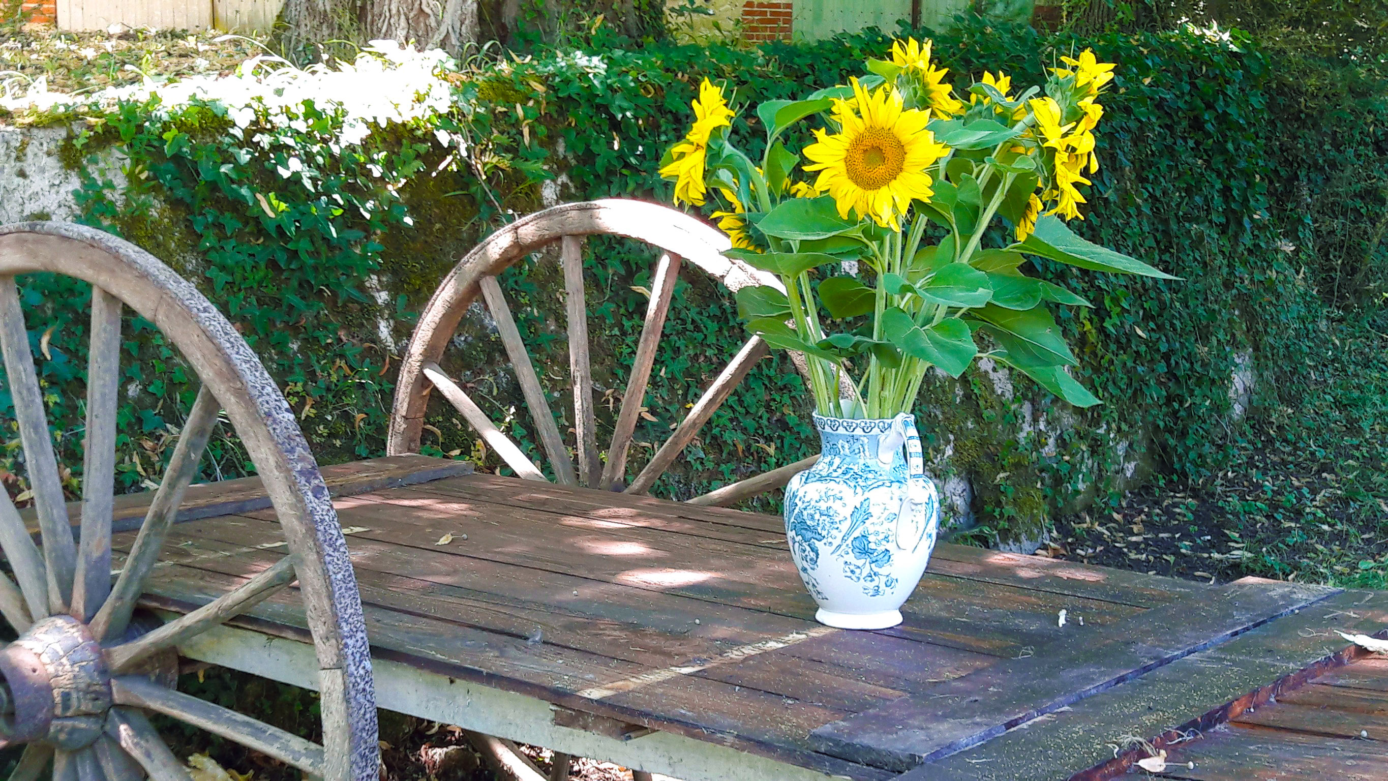 foto zonnebloemen Domaine du Merlet vakantie domein Zuid Frankrijk